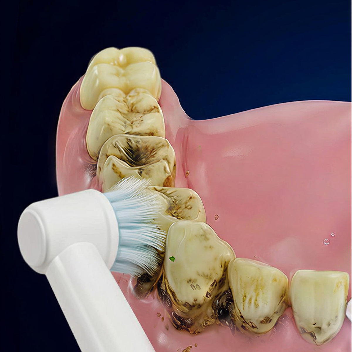 Regular 
Toothbrush